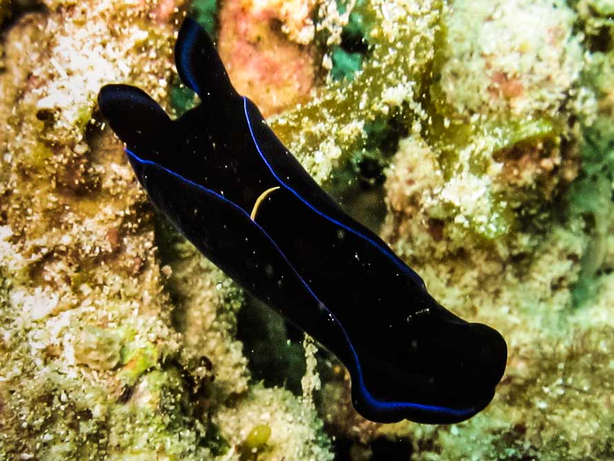 Tubulophilinopsis gardineri